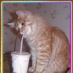 chat qui boit a la paille