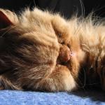 chat roux qui dort