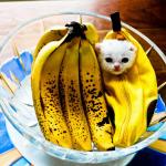 chaton banane