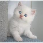 chaton tout blanc