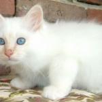 chaton yeux bleus