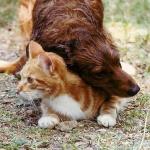 image de chat et chien