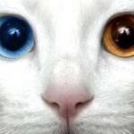 yeux de chat